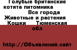 Голубые британские котята питомника Silvery Snow. - Все города Животные и растения » Кошки   . Тюменская обл.